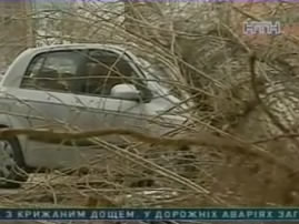 В столице старое дерево раздавило автомобиль
