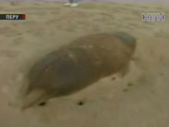 Морские животные выбросились на перуанский берег
