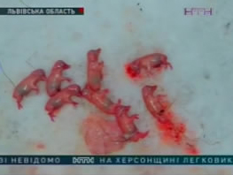 Мисливці на Львівщині застрелили двох супоросих диких свиней