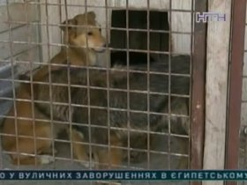 В Горловке на женщину напала стая бешеных собак