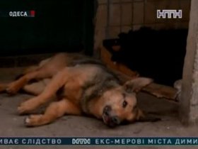 В Одессе массово убивают собак