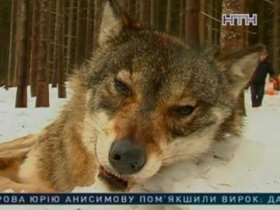 В Прикарпатье охотились на волка