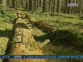 В Киеве вырубают лес под застройку