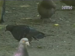 Зоозахисники у Донецьку радять змиритися з алергіями та голубиним послідом