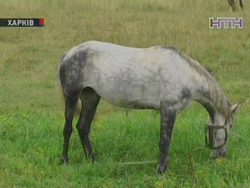 Лошадь чуть не лишила девочку руки