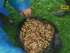На Вінничині дорослі й діти отруїлися грибами