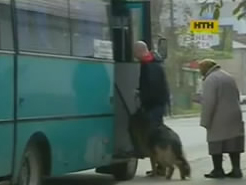 Проблеми з перевезенням собак у транспорті