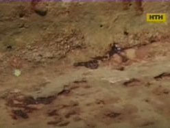 У Сумах жорстоко вбивають жінок