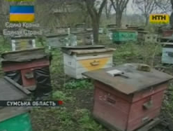 На Сумщині хлопці закатували старого пасічника