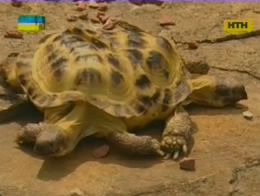 Харьковчане подбирают имя двуглавой черепахе