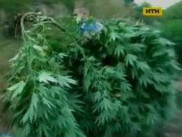 В Полтавской области обнаружили плантацию конопли
