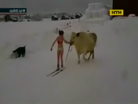 Курьезы со всего света