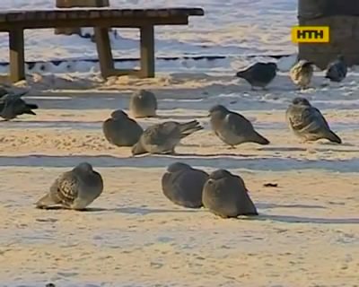Как не стать жертвой морозов