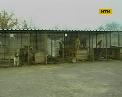 Черкасские зоозащитники бьют тревогу