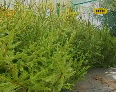 Как не купить елку из зоны отчуждения