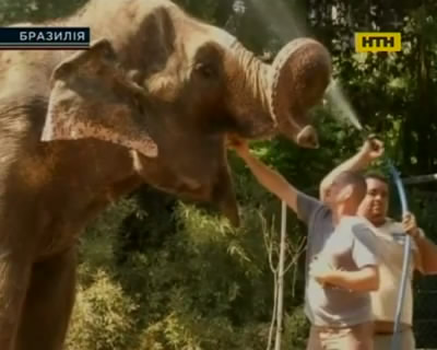 В Южной Америке спасают от перегрева животных