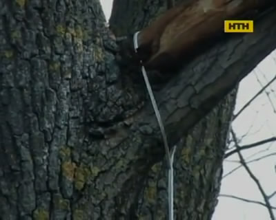 В Киеве неизвестный повесился в лесополосе