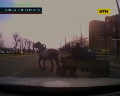 В Беларуси полиция гонялась за нетрезвым кучером