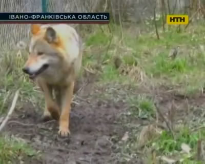 На Прикарпатье ищут "крестных" для животных