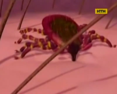 Как уберечься от клещей