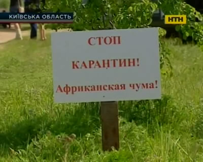 Под Киевом отстреливают кабанов из-за африканской чумы