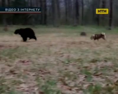 На Львовщине медведи терроризируют крестьян