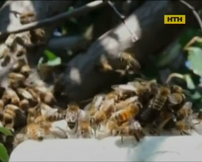 В Сумской области мужчину насмерть зажалили пчелы