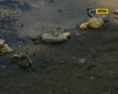 В Черкасской области приток Днепра превратился в ядовитую канаву