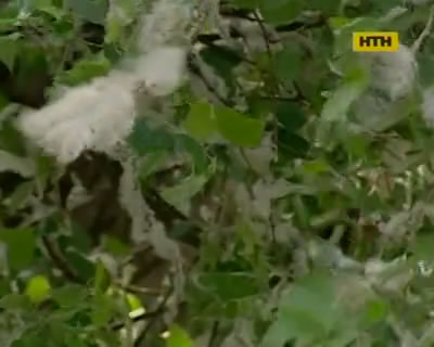 Не так страшен тополь, как его винят