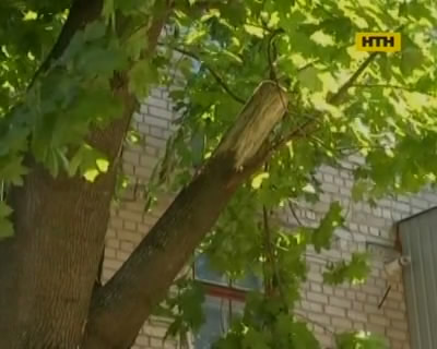 У Харкові величезна гілка впала на жінку з немовлям