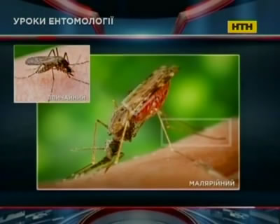 Малярія - в чому загроза та як уберегти себе