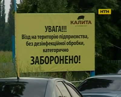 Спалах африканської чуми у свиней на Київщині