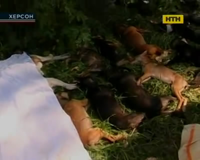 В Херсоні отруїли собак у притулку
