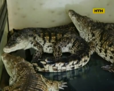 Канадцам выписали штраф за любовь к аллигаторам
