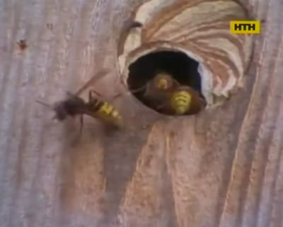 Рятувальники столиці ведуть справжню війну з шершнями
