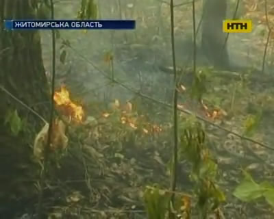 На Житомирщине поджигают лес, чтобы замаскировать незаконные вырубки