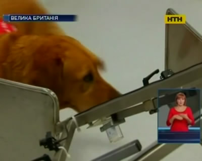 В Англії собаки допомогають діагностувати рак
