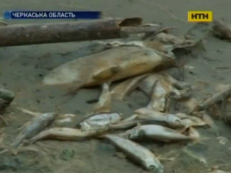 На Черкащині масово гине риба