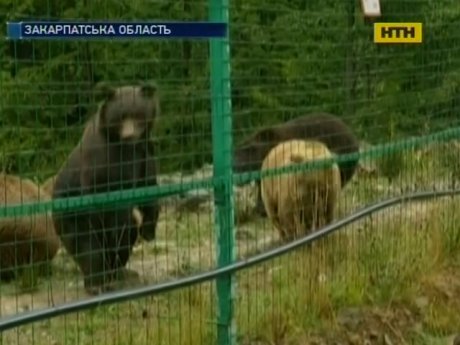 У Закарпатському реабілітаційному центрі немає чим годувати ведмедів