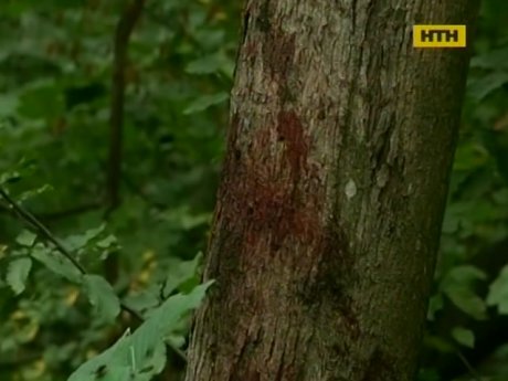 Вибух в Голосіївському парку - версії