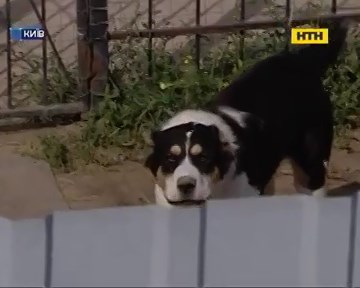 За убитую собаку, напавшую на женщину, с жертвы требуют 200 тысяч гривен