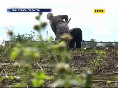 На Львівщині невідомий застрелив бабусю на городі