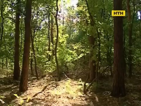 В Киеве хотят уничтожить лес в Голосеевском парке