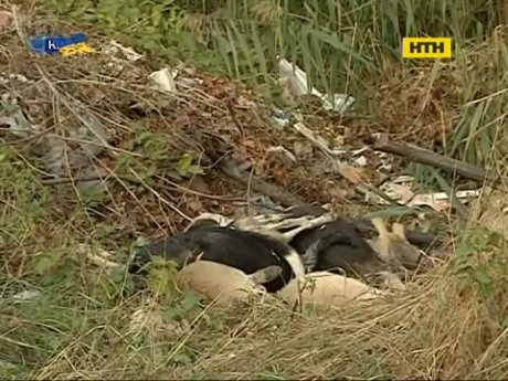 В Киеве неизвестные порезали и застрелили бездомных собак