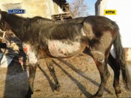 Под Одессой из-за конфликта между людьми погиб конь