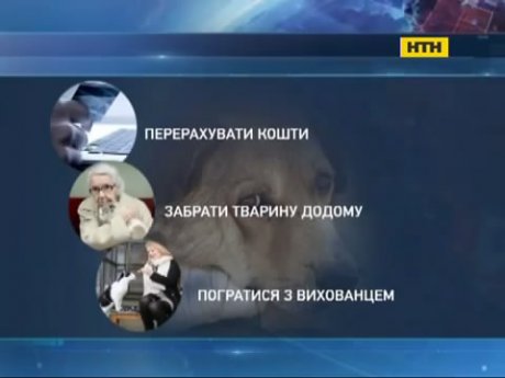 У столиці знову труять собак, а притулок для тварин - на межі голоду
