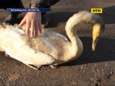 На Вінниччині браконьєри розстріляли зграю лебедів