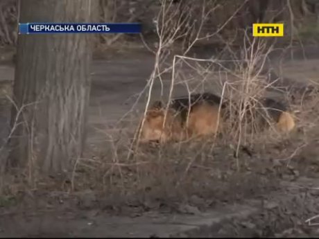 На Черкащині отруту для бродячих псів розкидали біля дитячих закладів