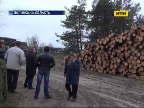 На Волині селяни повстали проти знищення лісу