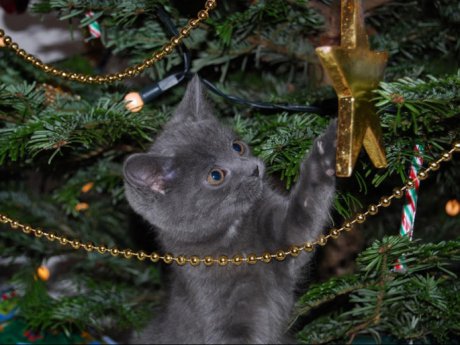 Кошки против елок